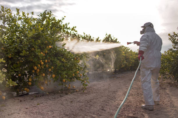 Best Affordable Pest Control Services  in Belleair, FL