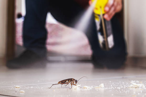 Best Pest Removal Services  in Belleair, FL