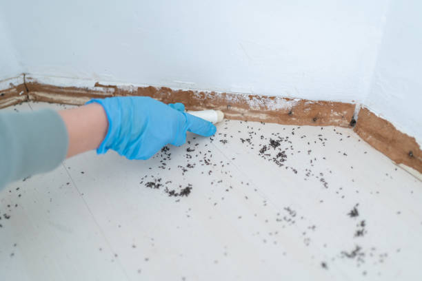 Best Local Pest Control Services  in Belleair, FL
