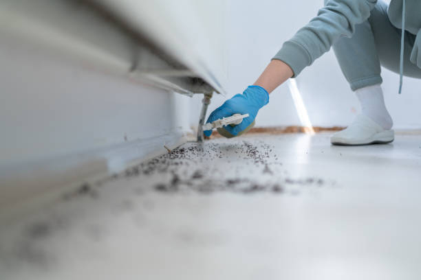 Bird Control in Belleair, FL